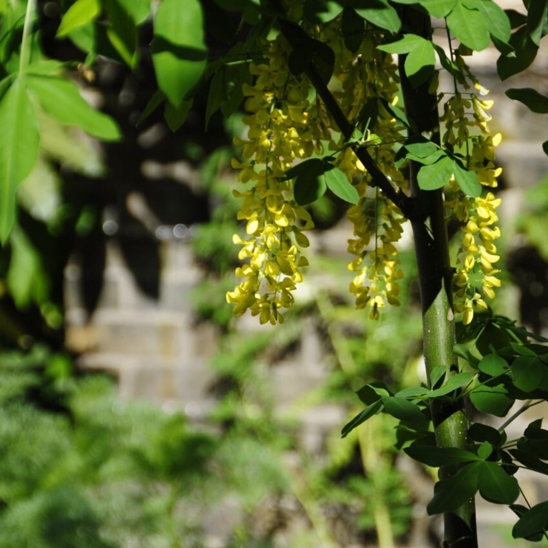 sci-blog-laburnum-x-watereri-vossii-golden-chain-tree-laburnum