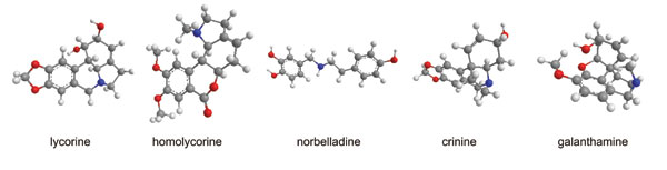 fig 1 narcissus alkaloid structures