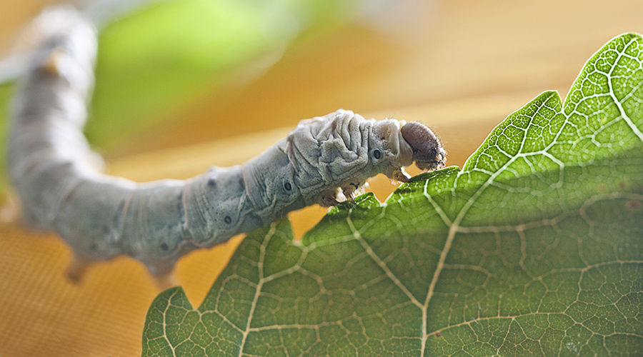 Silkworm