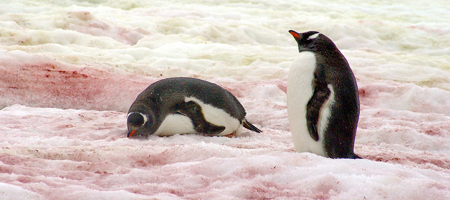 Snow algae and penguins