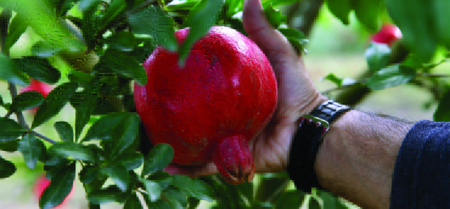 How green chemistry stops fruit browning