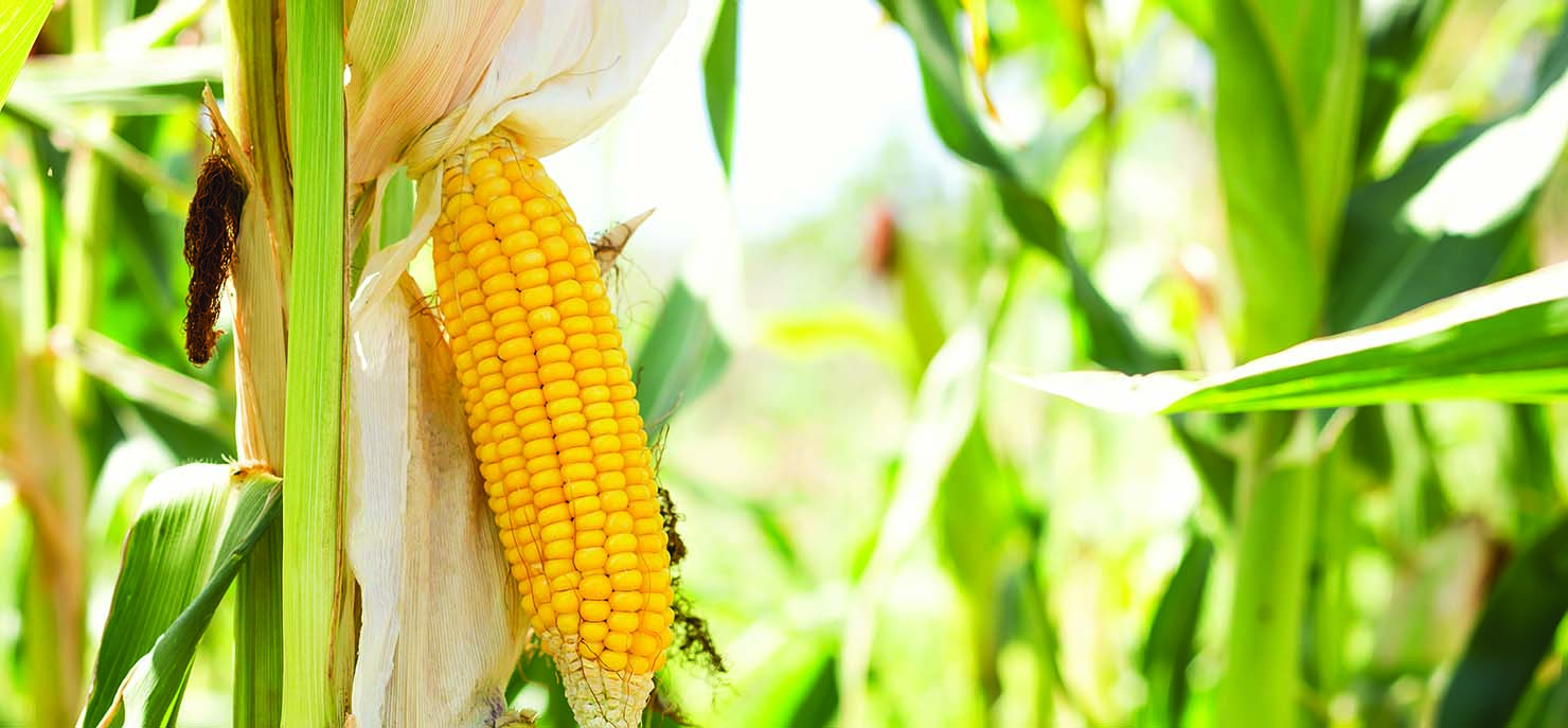 /-/media/images/cni/issue-image/2025/12/maize-sweet-corn-growing.ashx?h=687&w=1480&hash=A731E1FD68F0D2A8B7C62F9A5C45E800