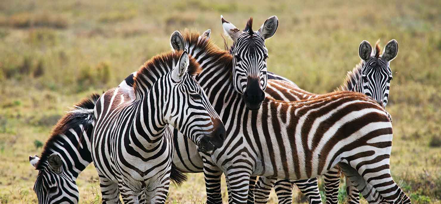 /-/media/images/cni/issue-image/2025/2/zebras.ashx?h=687&w=1480&hash=58B8A369E56D6C0609E5EA11B337BC75