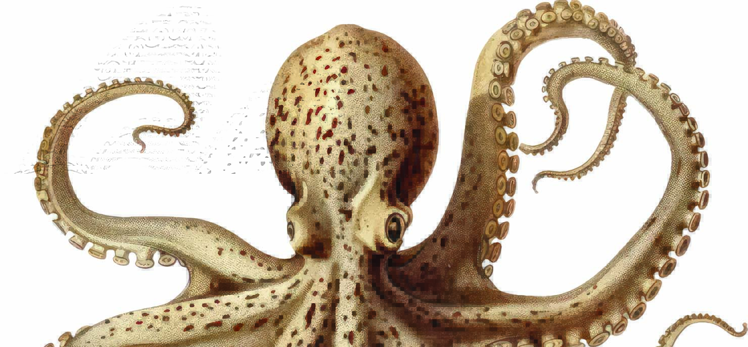 Octopus robotics: How animals (and plants) are inspiring new smart materials