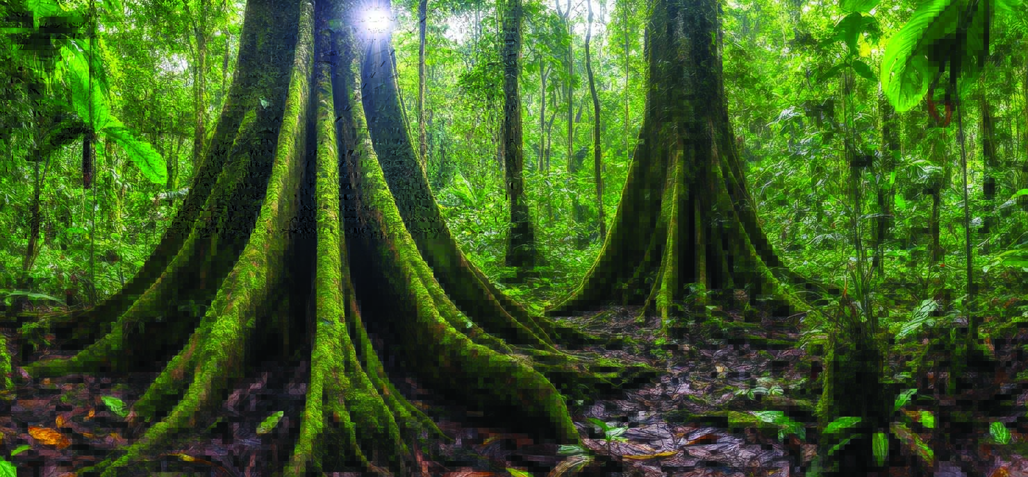 /-/media/images/cni/issue-image/2026/03/forest-tree-roots.ashx?h=687&w=1480&hash=D122F9D5724CB5EE499644D445034FC9