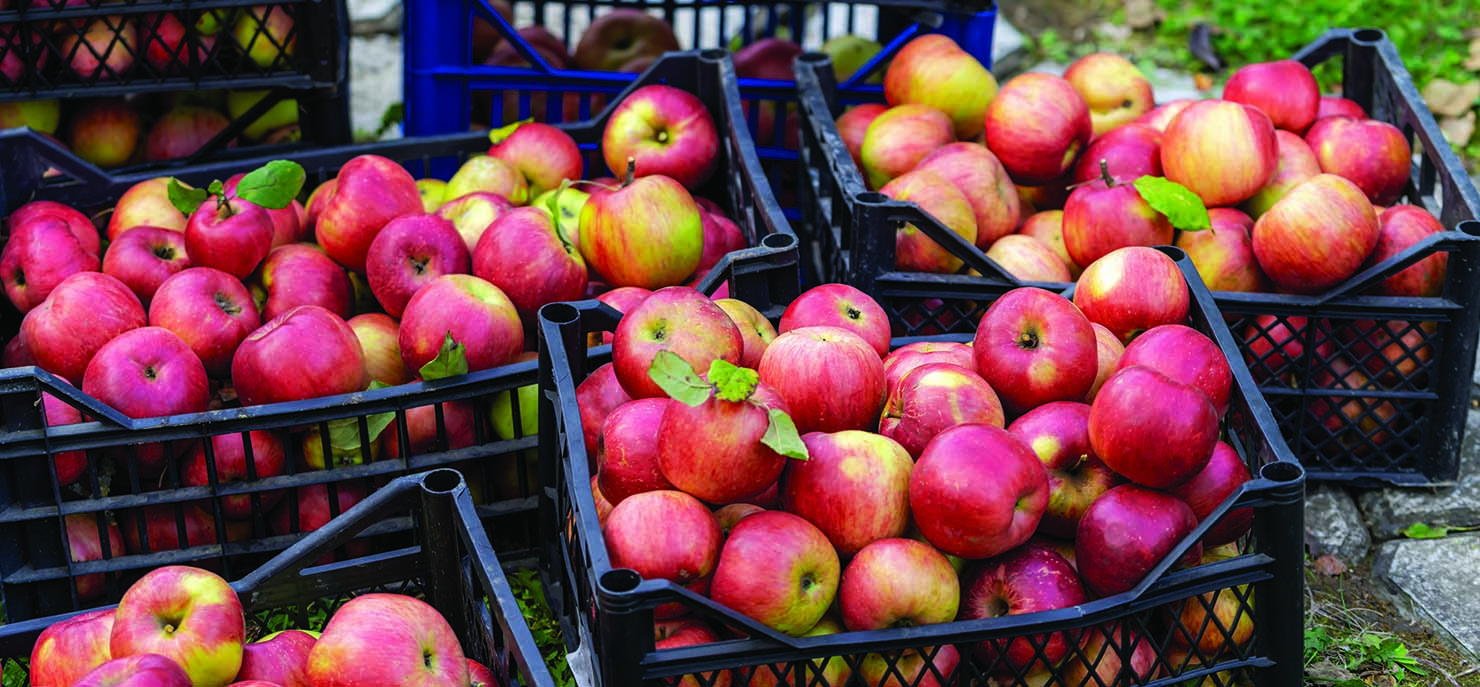 Apples in crates