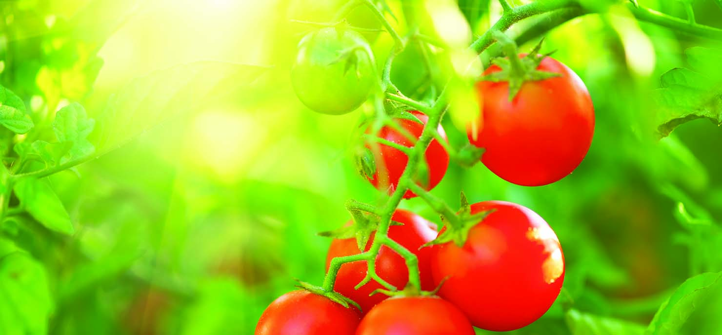 Probiotics, but for plants: How microbiomes of the phyllosphere help crops thrive
