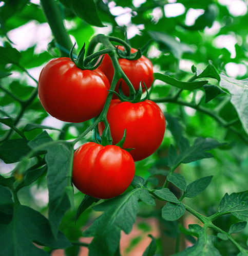 /-/media/images/events/2025/david-miller-2025_listing.ashx?h=500&w=483&hash=6565E625B4ED188BEB0DD434ECB6F823