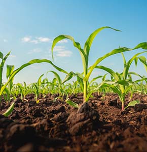 /-/media/images/events/2025/soil-maize-seedling-agriculture-listing.ashx?h=300&w=290&hash=3FC68349241CA37C363C9FE24755D60B