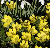 aconites