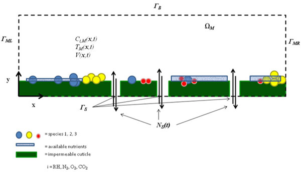 Figure 2: Microscale model for simulation