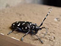 Anoplophora_chinensis