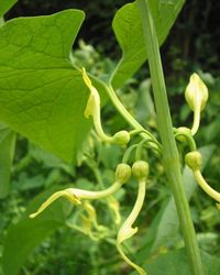 Aristolochia clematitis, Aristolochiaceae (birthwort) picture by Fran&ccedil;ois van der Biest).