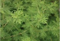 artemisia annua