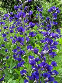 Baptisia australis