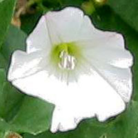 bindweed