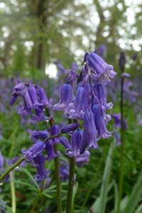 Bluebell
