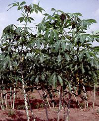 cassava