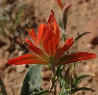 castilleja integra, photo by Jerry Friedman