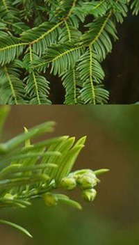 cephalotaxus picture by  Oxford Botanic Garden 