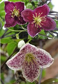 Clematis cirrhosa