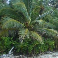 coconut palm