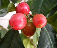 coffee berries by Stanislaw Szydlo