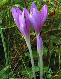 colchicum autumnale Luc Viatour