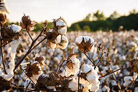 Exotic' genes may improve cotton yield and quality