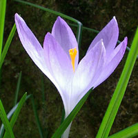 crocus