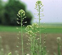 Camelina sativa - Fornax 