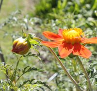 dahlia coccinea photo by Peter Grimbly 