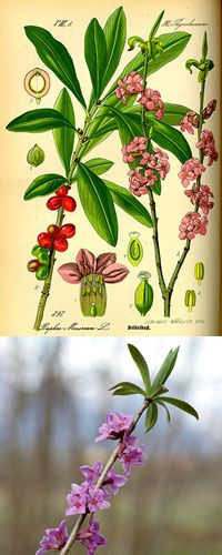 daphne_mezereum - Enrico Blasutto 