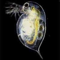 daphnia pulex
