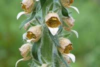 digitalis lanata
