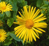 Doronicum orientale by Kosiarz
