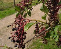 elderberries