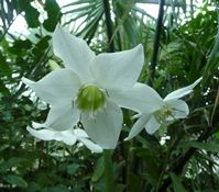 eucharis sp