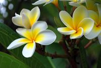 frangipani