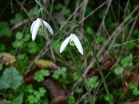 galanthus sp