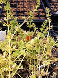 gallium 02 - photo by Alison Foster 