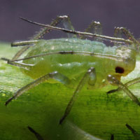 greenflies