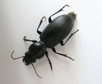 ground beetle
