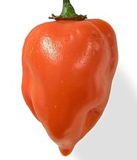 habanero chilli pepper, picture by Ryan Bushby