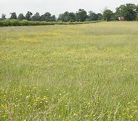 Harcourt Arboretum - photo by Peter Grimbly 