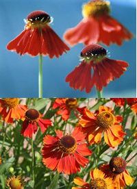 helenium sp