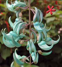 Jade vine, Zone 9 Tropicals