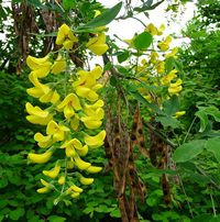 laburum- 4028mdk09 - CC-BY-SA - http://commons.wikimedia.org/wiki/File:Fruchth%C3%BClsen_und_Bl%C3%BCten_des_Goldregen