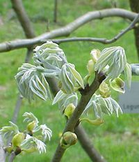 Maachia amurensis photo by Kurt St&uuml;ber