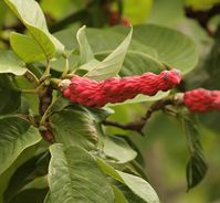 magnolia campbnellii